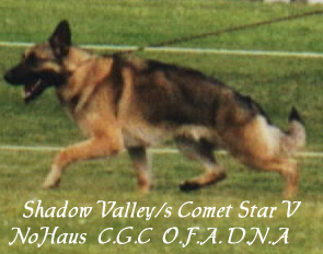 ShadowValley's Comet Star V Nohaus, C.G.C., O.F.A., D.N.A.